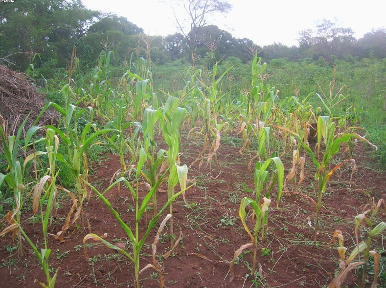 L’agricoltura a Rimenze